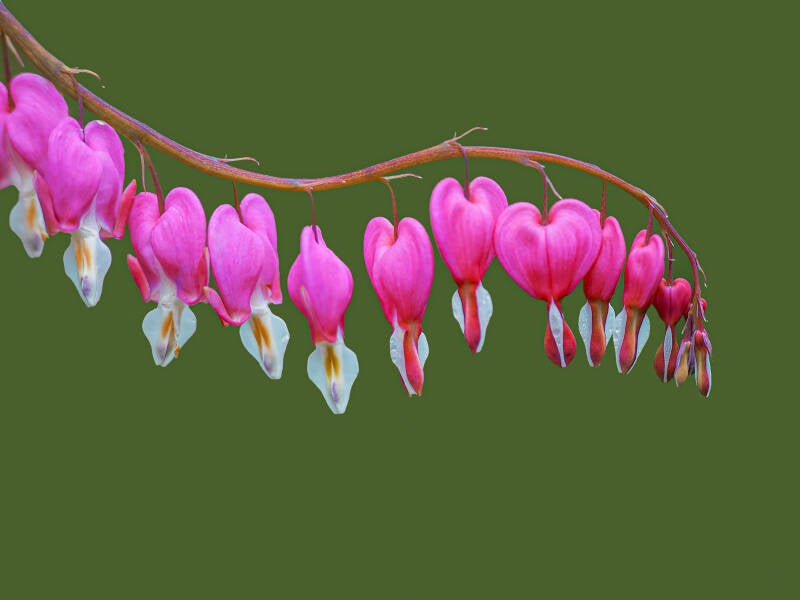 Bleeding Hearts