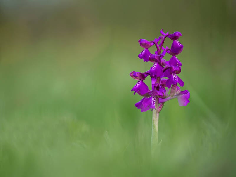 Green Winged Orchid