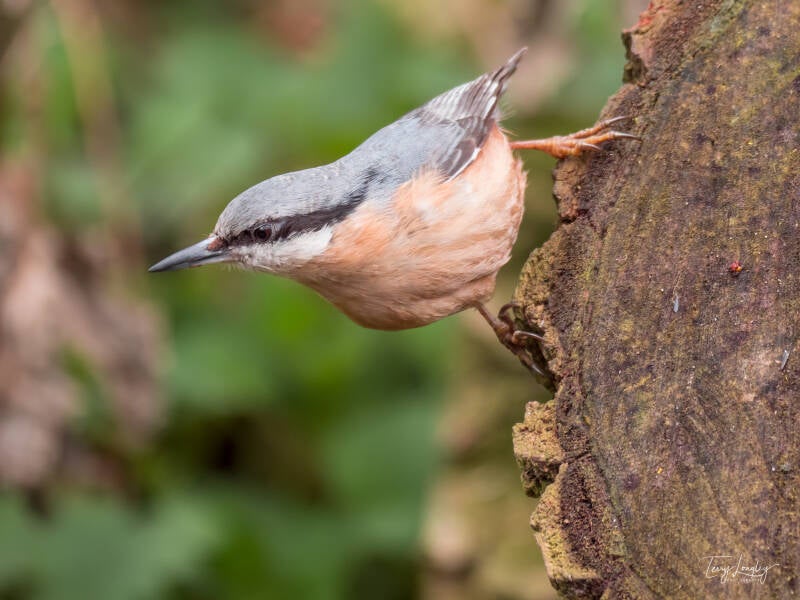 Nuthatch