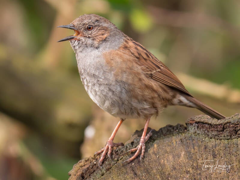 Dunnock