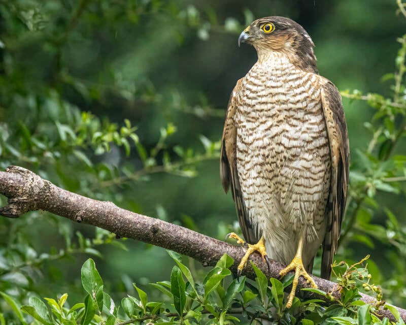 Sparrowhawk