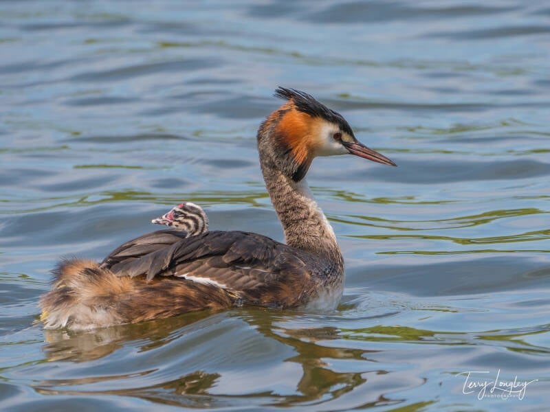 Great Crested Grebe with chick