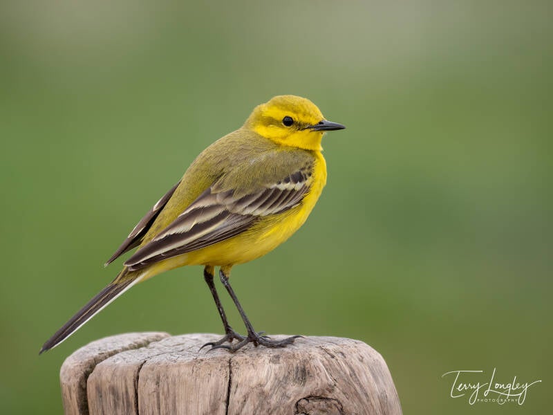 Yellow Wagtail