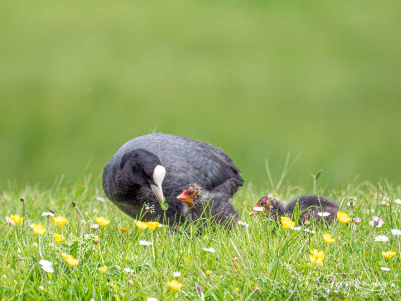 Coot with chicks