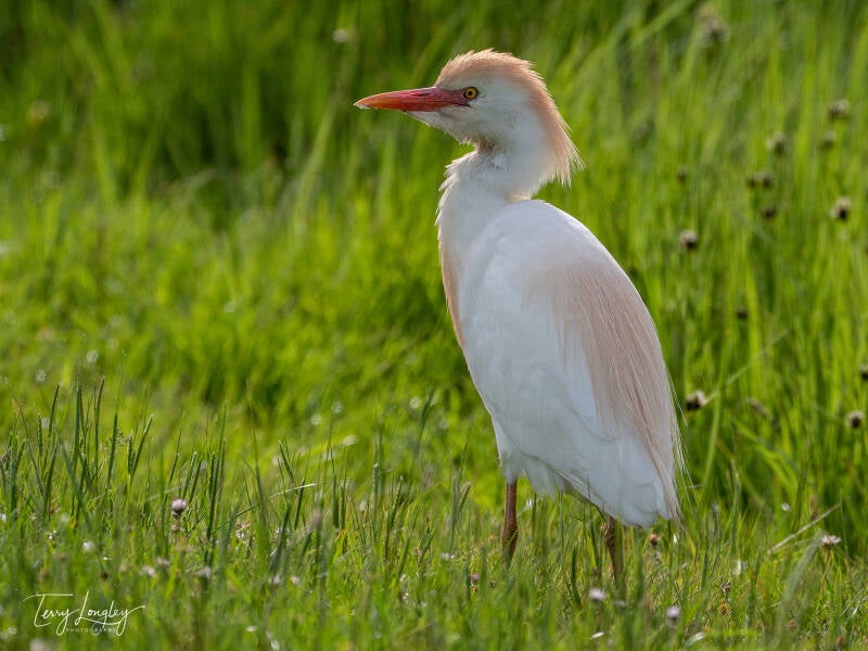 Cattle Egret