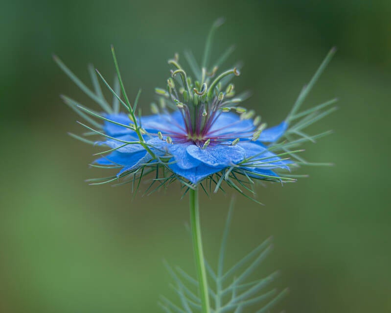Nigella  Love in a mist