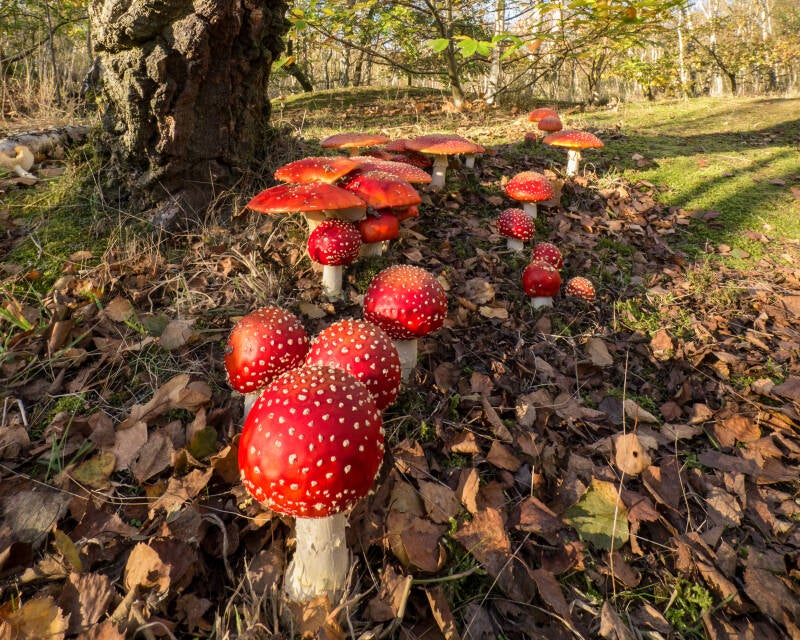 Flay agaric group