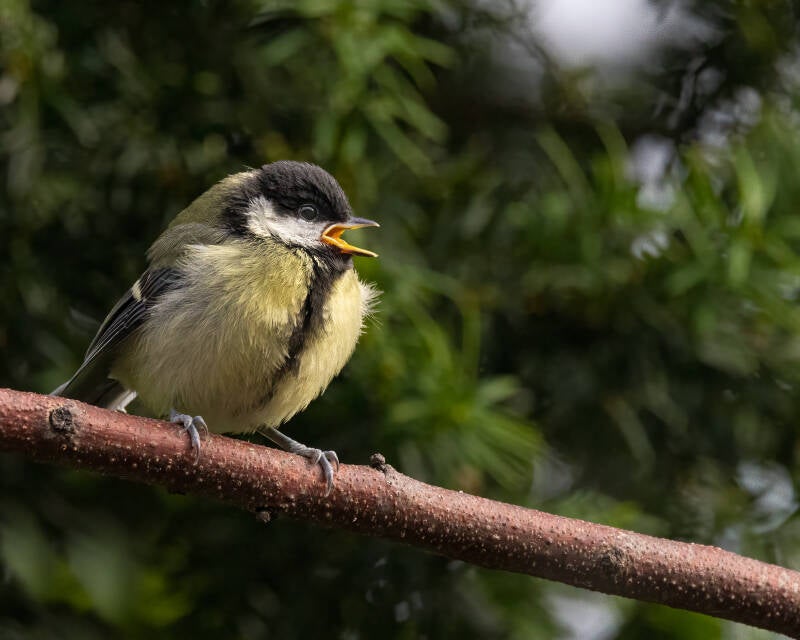 Great tit fledgling