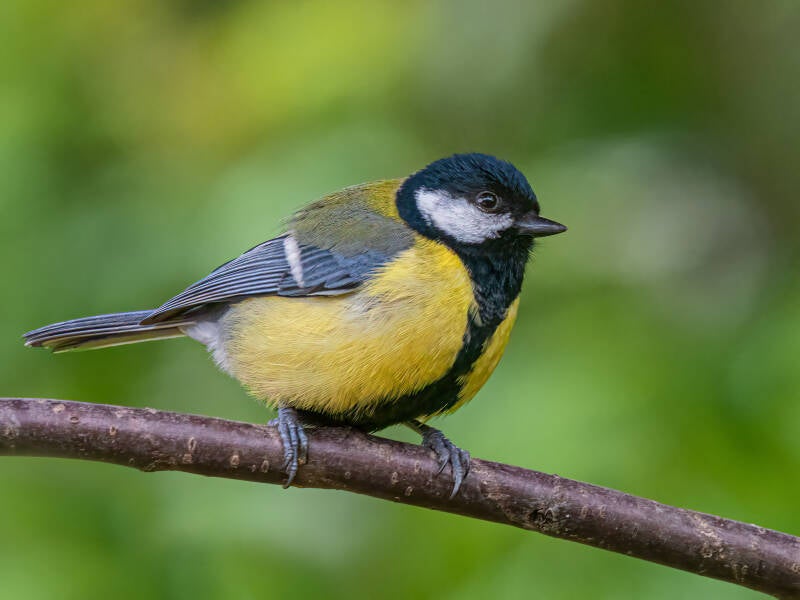 Great Tit