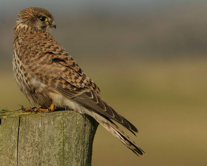 Kestrel