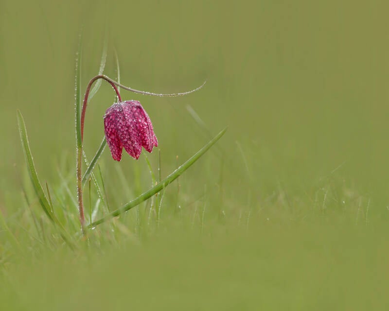 Snakeshead Fritillary