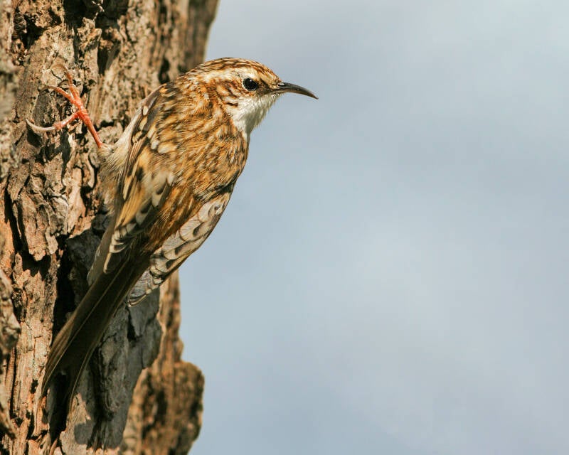 Treecreeper