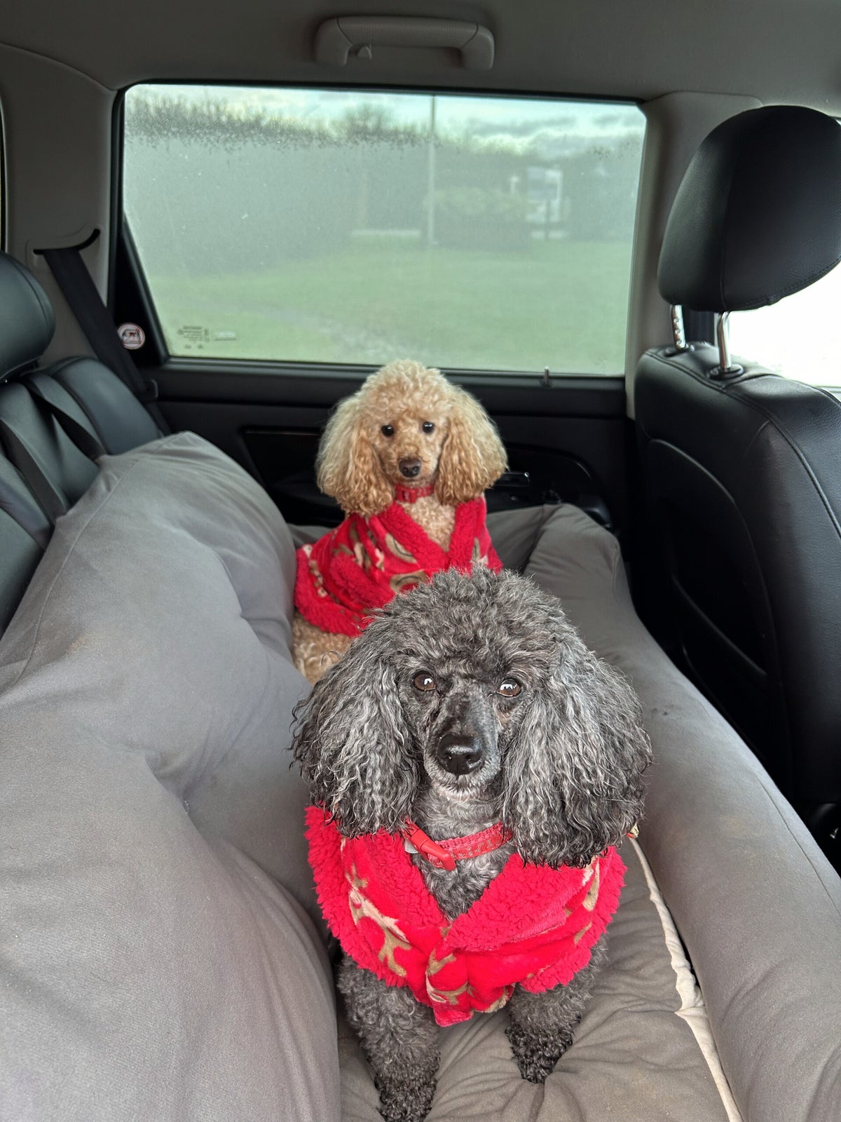 Gallery | Poodle Adventures