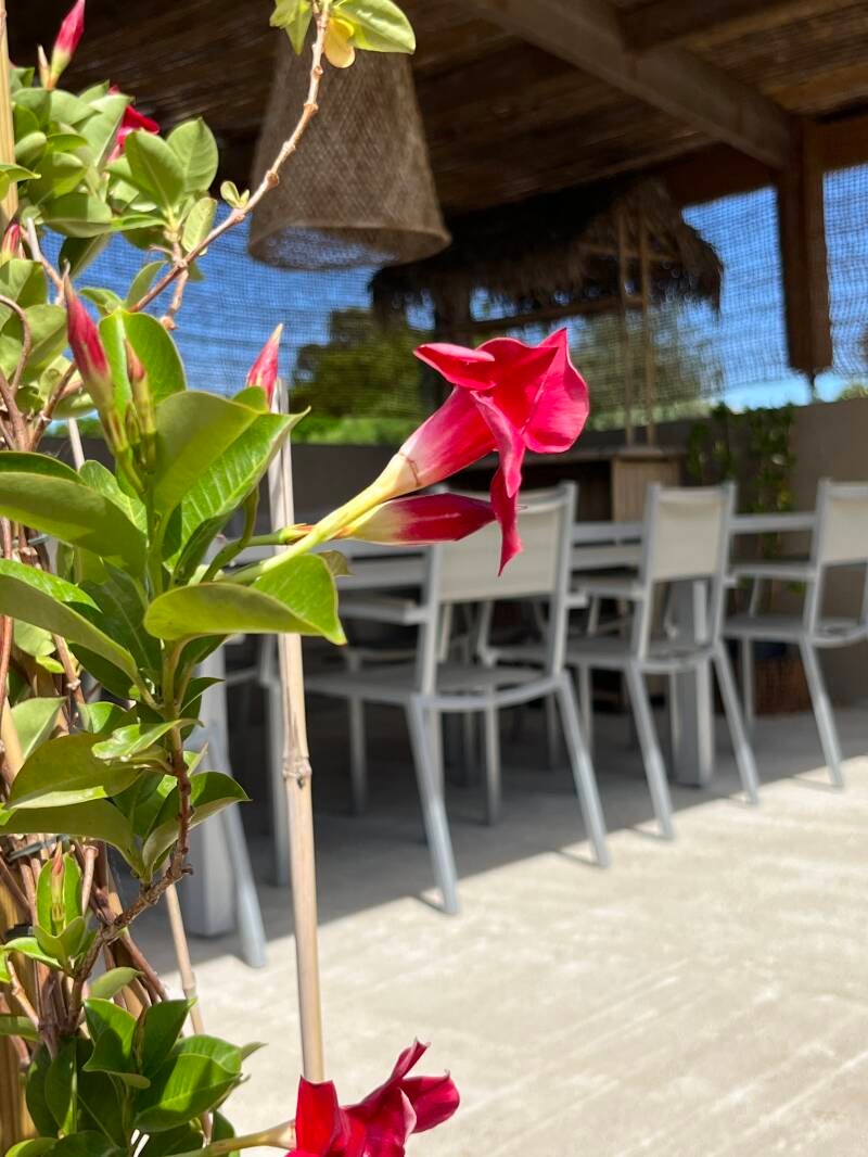 Espace extérieur avec coin repas 