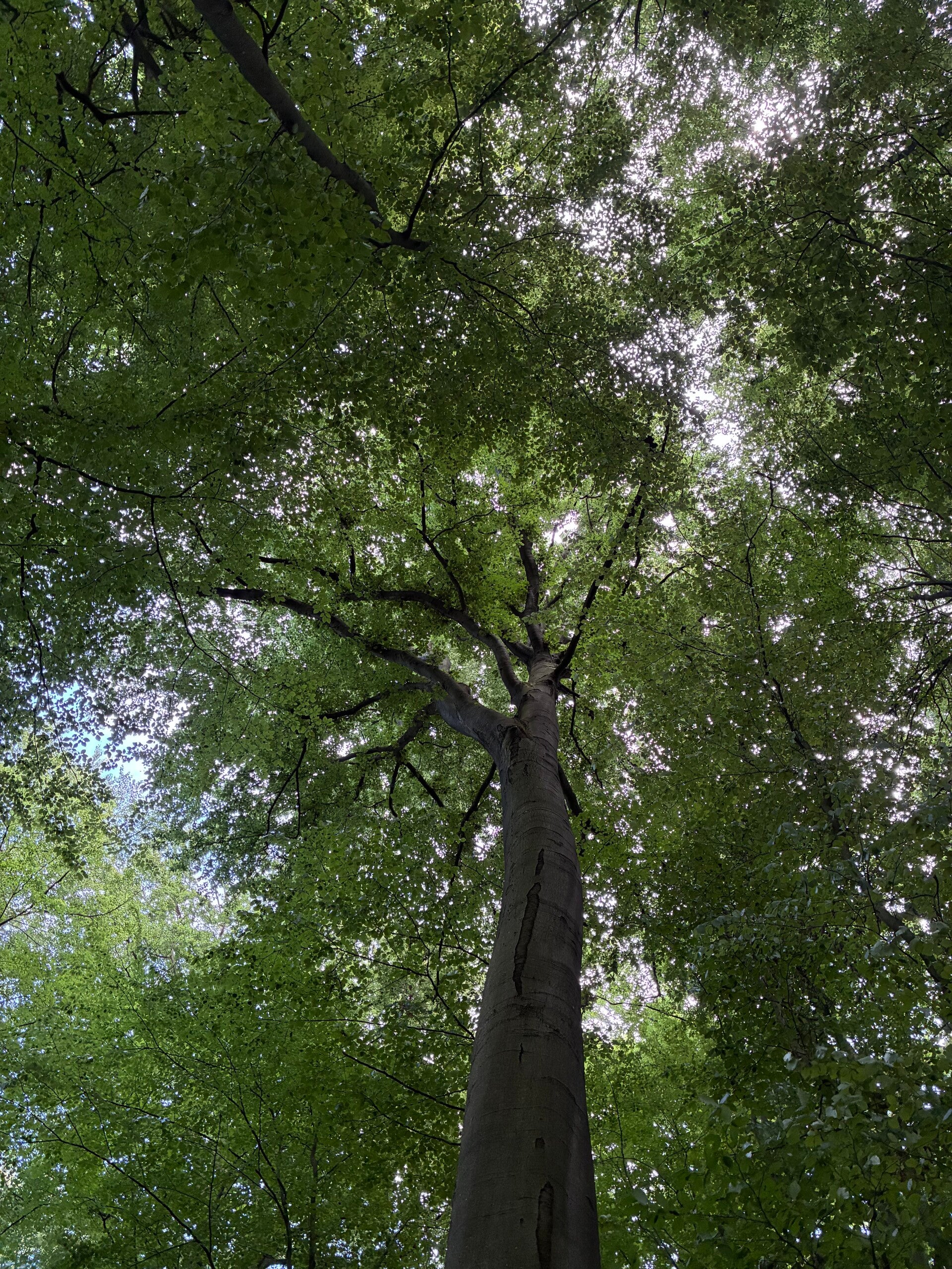 Der Baum bemerkt nicht, wieviel Schatten er spendet