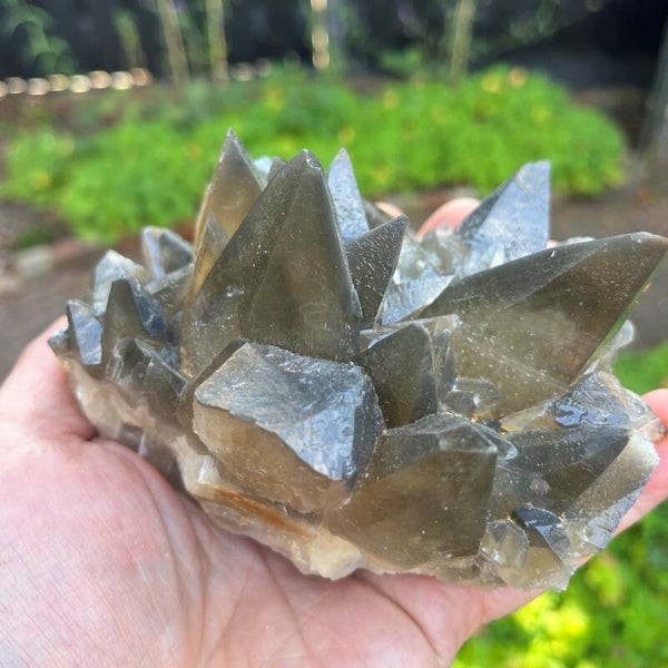 Calciet Dogteeth C003