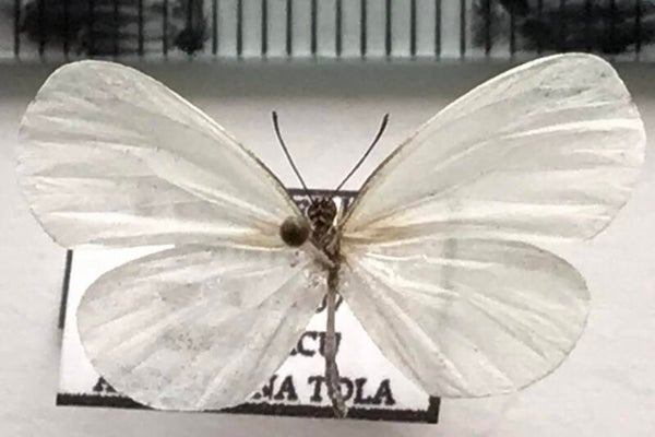 Abaeis brephos mâle A1-  Equateur