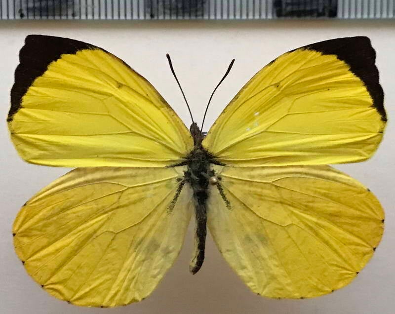 abaeis_reticulata_m_per-standard.jpg