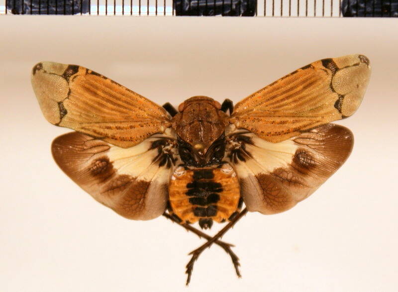 aburia_olivacea-Guyane fr
