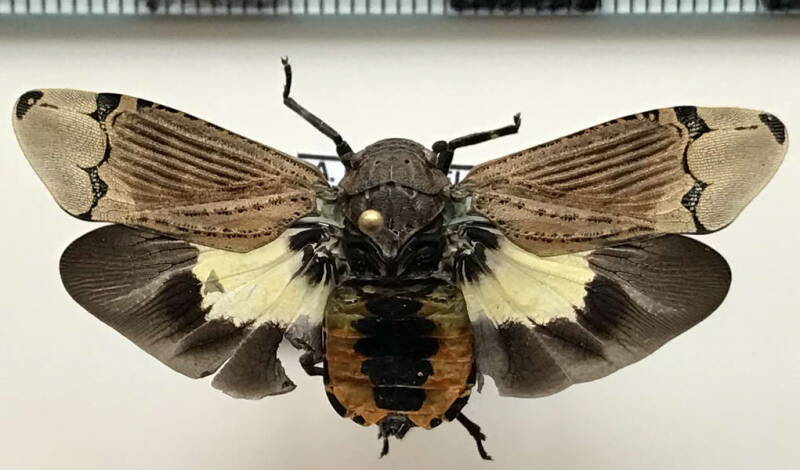 aburia_olivacea_Equateur