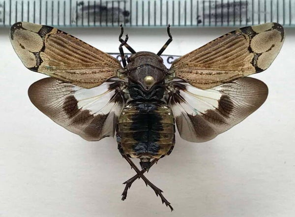 Aburia olivacea mâle  Equateur