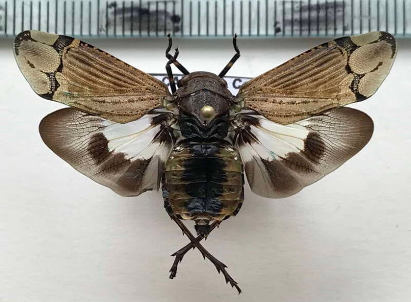 aburia_olivacea_Equateur