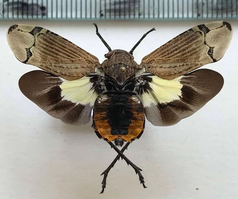 aburia_olivacea_Guyane fr