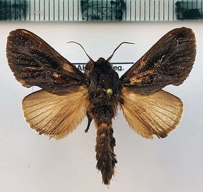 Acharia nesea mâle Equateur