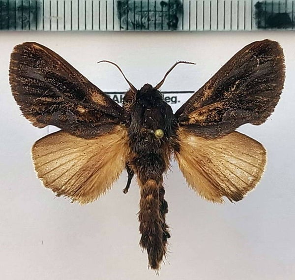 Acharia nesea mâle Equateur