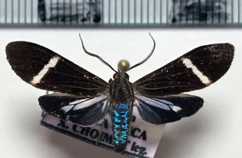 Aclytia_albistriga_m02_Costa Rica