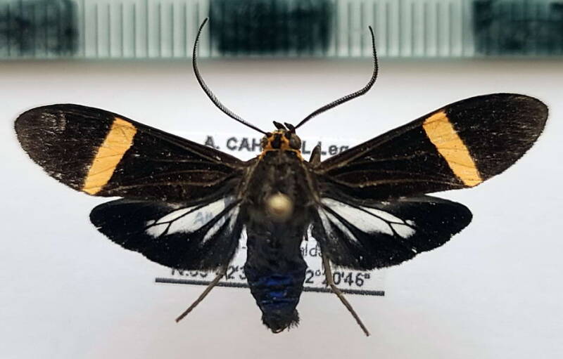 Aclytia_heber_f_Equateur