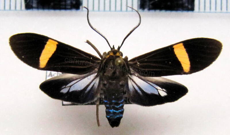 aclytia_heber_f_gf-standard-mg790z.jpg