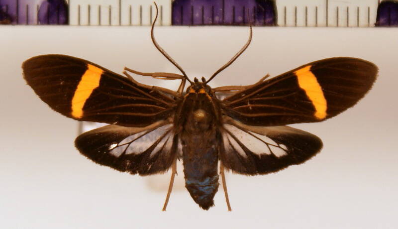 aclytia_heber_f_recto-standard.jpg