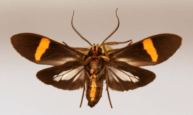 aclytia_heber_f_verso-standard-upgans.jpg