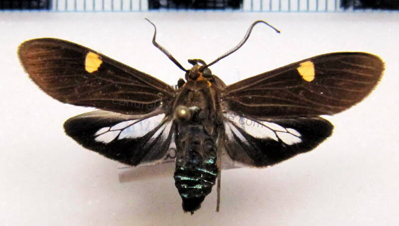 aclytia_heber_m_bol-standard.jpg