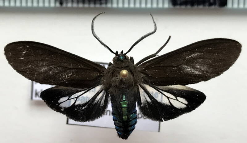 aclytia_klagesi_m_eq-standard.jpg