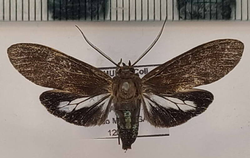 aclytia_klagesi_m_vnz-standard.jpg