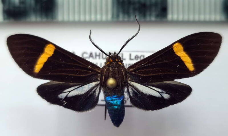 aclytia_punctata_f02_eq-standard.jpg