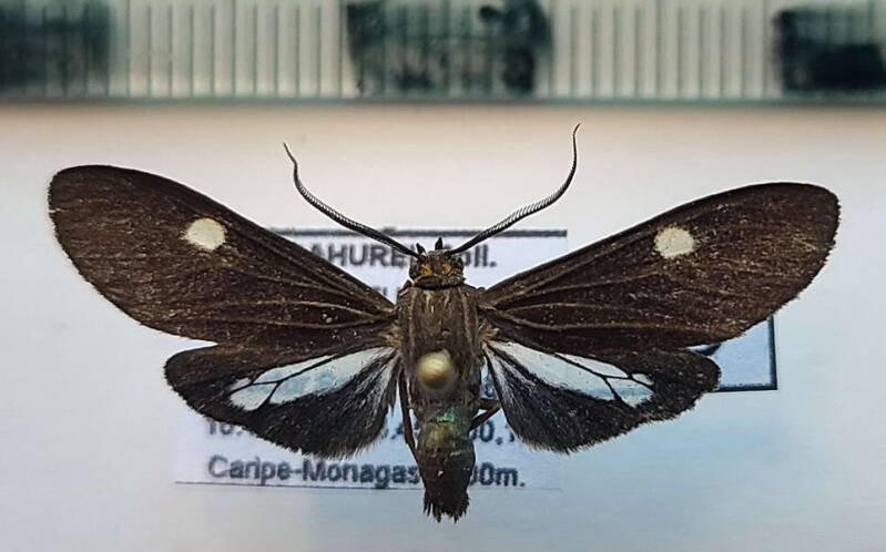 aclytia_sp930_m_Vénézuéla