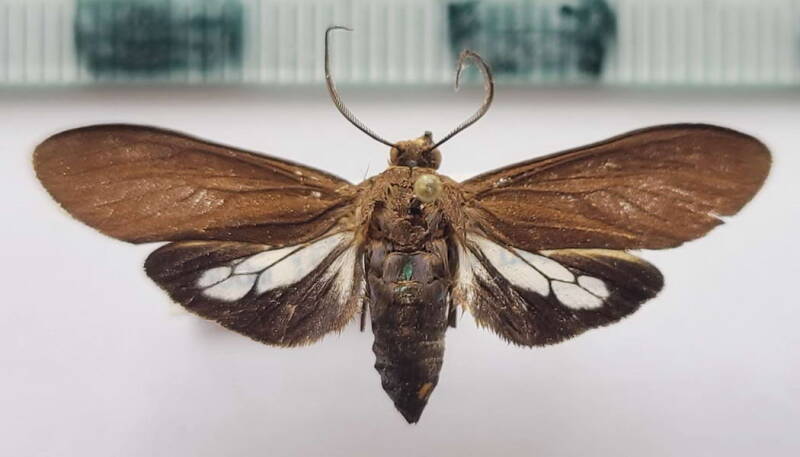 aclytia_ventralis_m_Bolivie