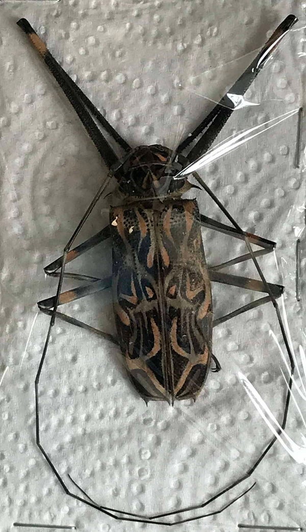 Acrocinus longimanus mâle Vénézuéla