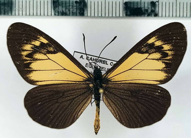 actinote_alcione_m_eq-standard.jpg