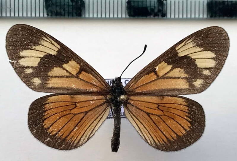 actinote_anteas_suspecta_m02_eq-standard.jpg