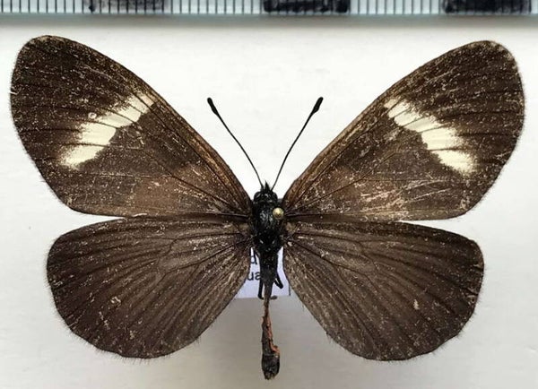 Actinote dicaeus albofasciata femelle A1-  Equateur