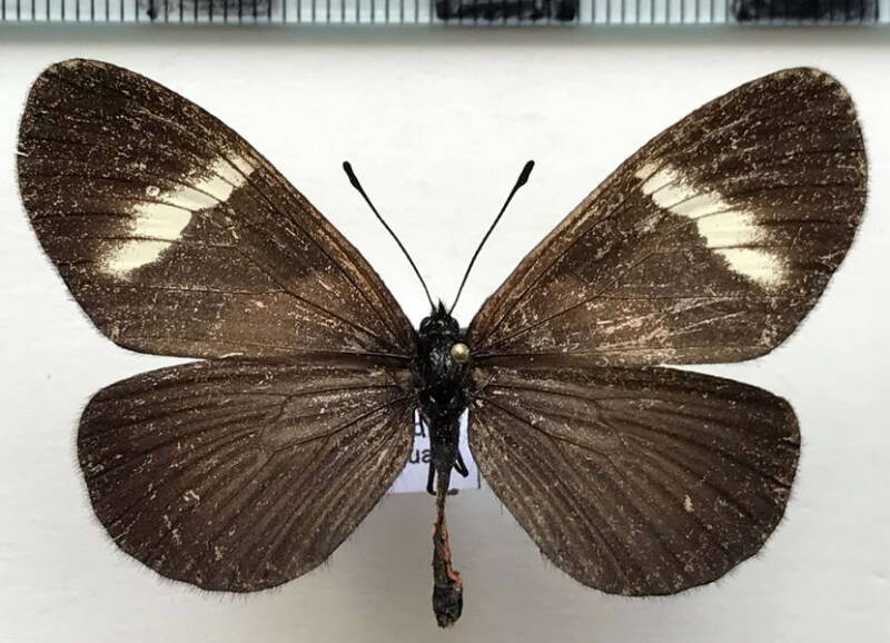 actinote_dicaeus_albofasciata_m02_eq-standard.jpg