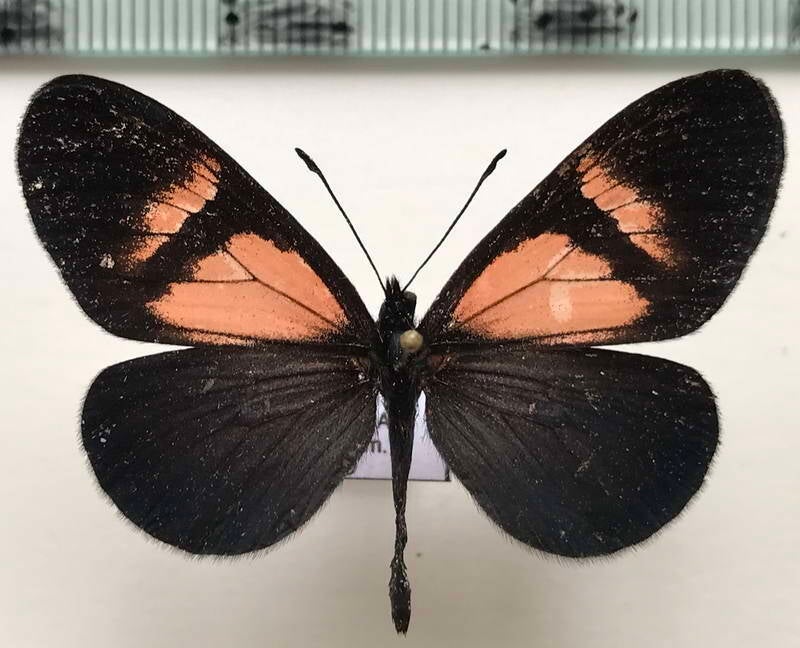 actinote_dicaeus_albofasciata_m_eq-standard-0jbekp.jpg
