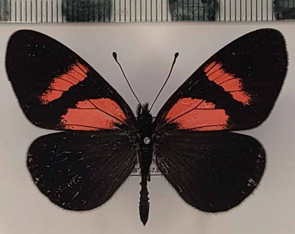 Actinote dicaeus albofasciata mâle A1-  Equateur