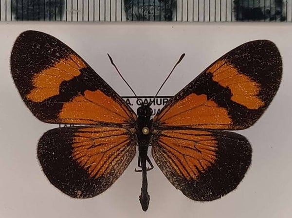 Actinote negra euclia mâle A1-  Equateur