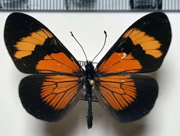 Actinote negra negra mâle A1-  Pérou