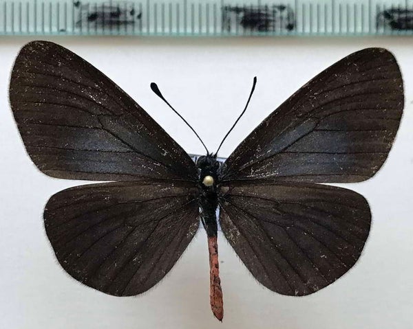 Actinote neleus mâle A1-  Equateur